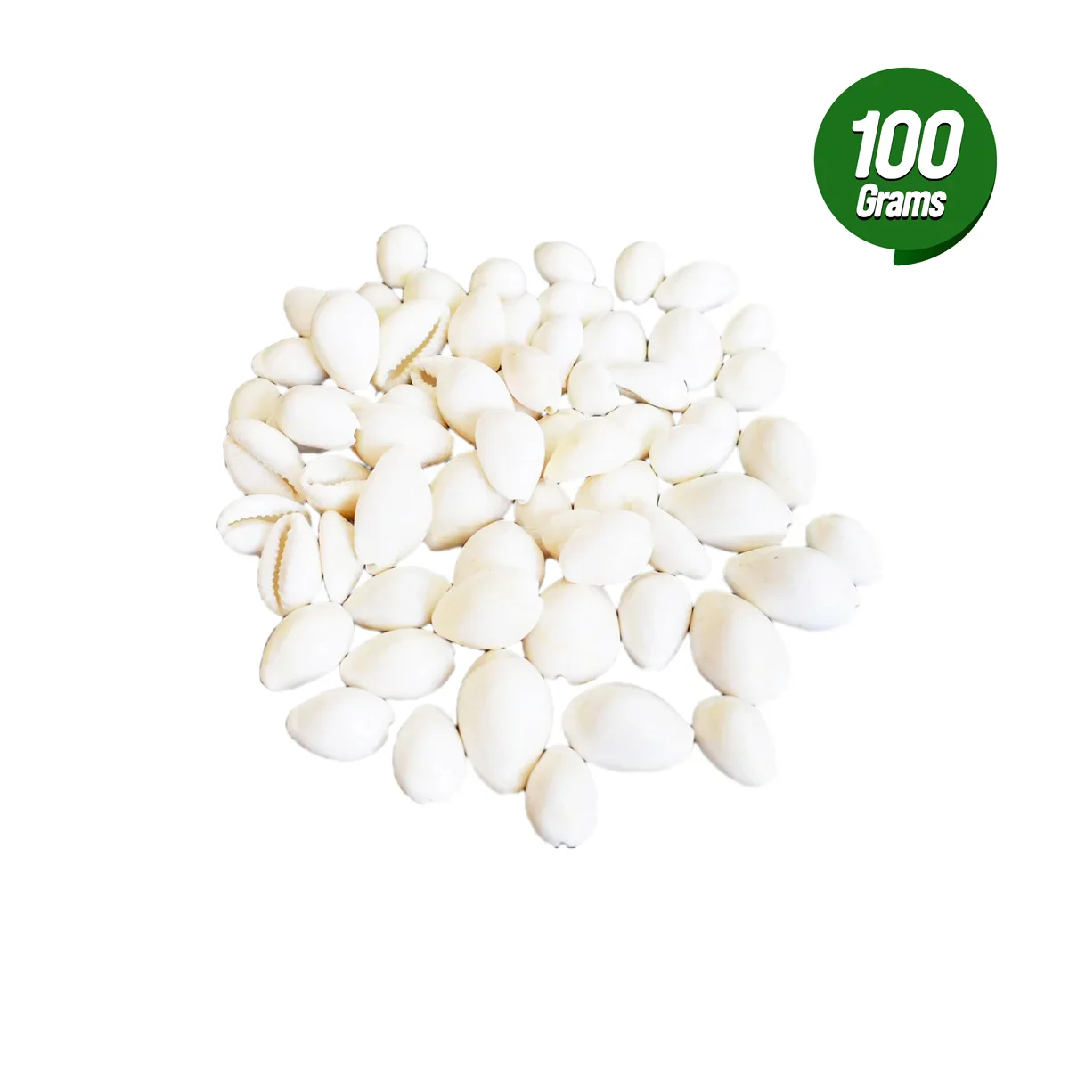 White Chozhi | Kawdi/ Kaudi/ Kowdi/ Cowrie/ Koudi for Craft and Art Work - Image 3