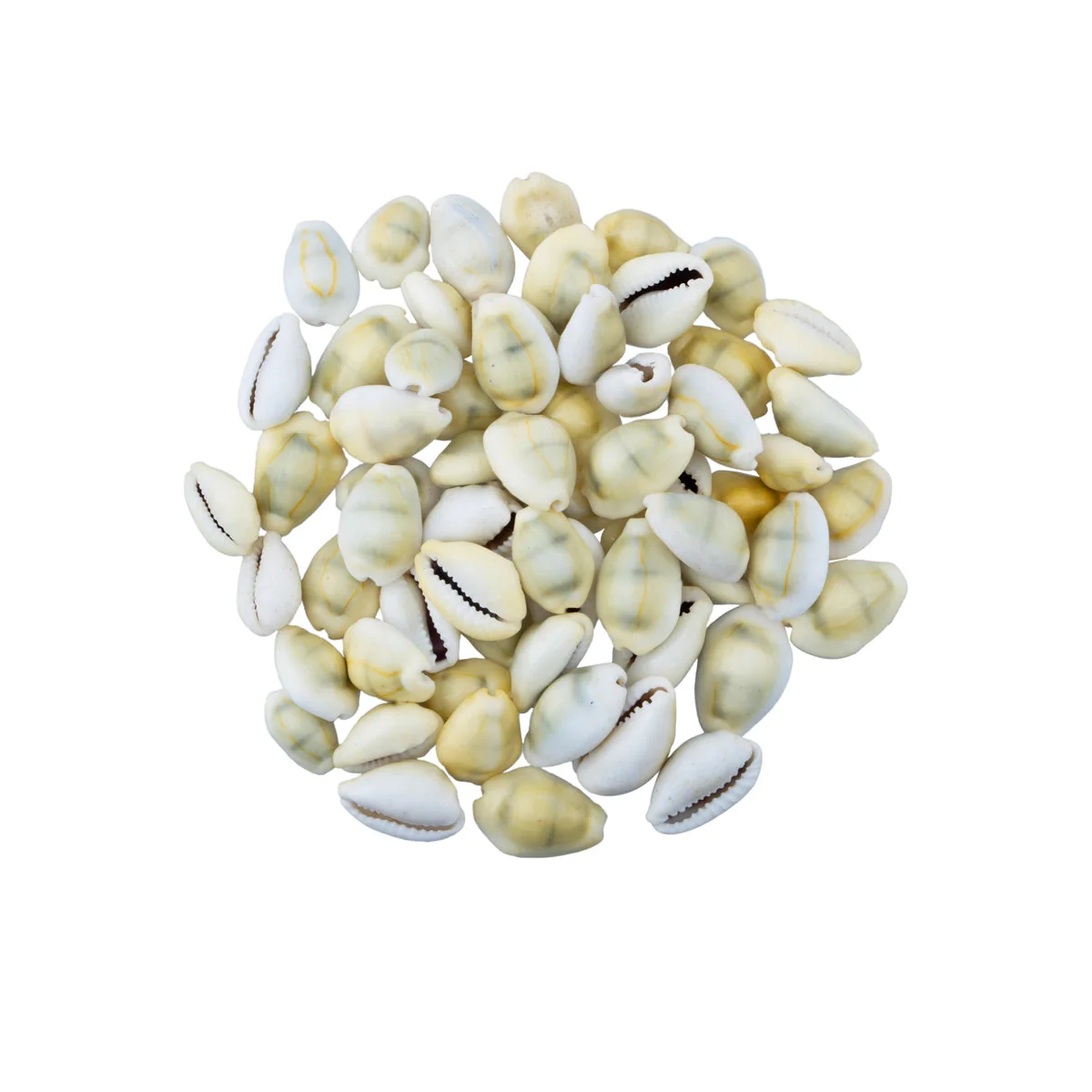 Yellow Chozhi - 100 Gms | Sozhi/ Cowrie Shells/ Kaudi/ Kauri Shell For Pooja - Image 2