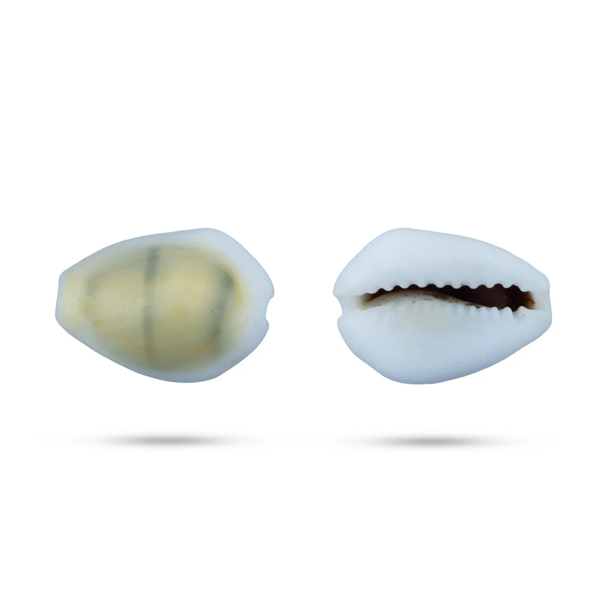 Yellow Chozhi - 100 Gms | Sozhi/ Cowrie Shells/ Kaudi/ Kauri Shell For Pooja - Image 3